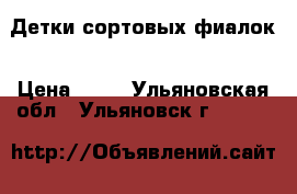 Детки сортовых фиалок › Цена ­ 60 - Ульяновская обл., Ульяновск г.  »    